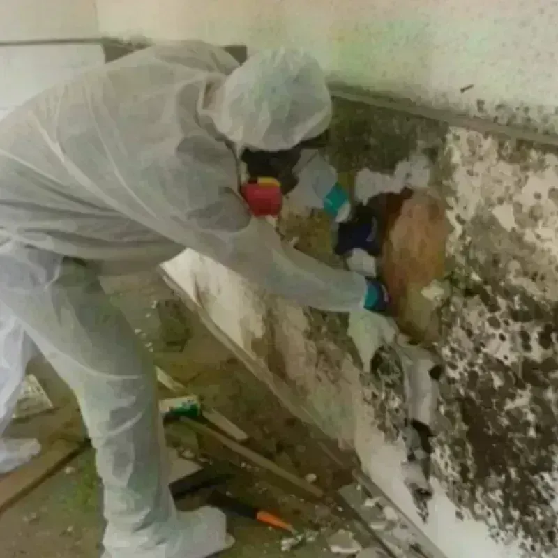 Mold Remediation and Removal in Moro, OR